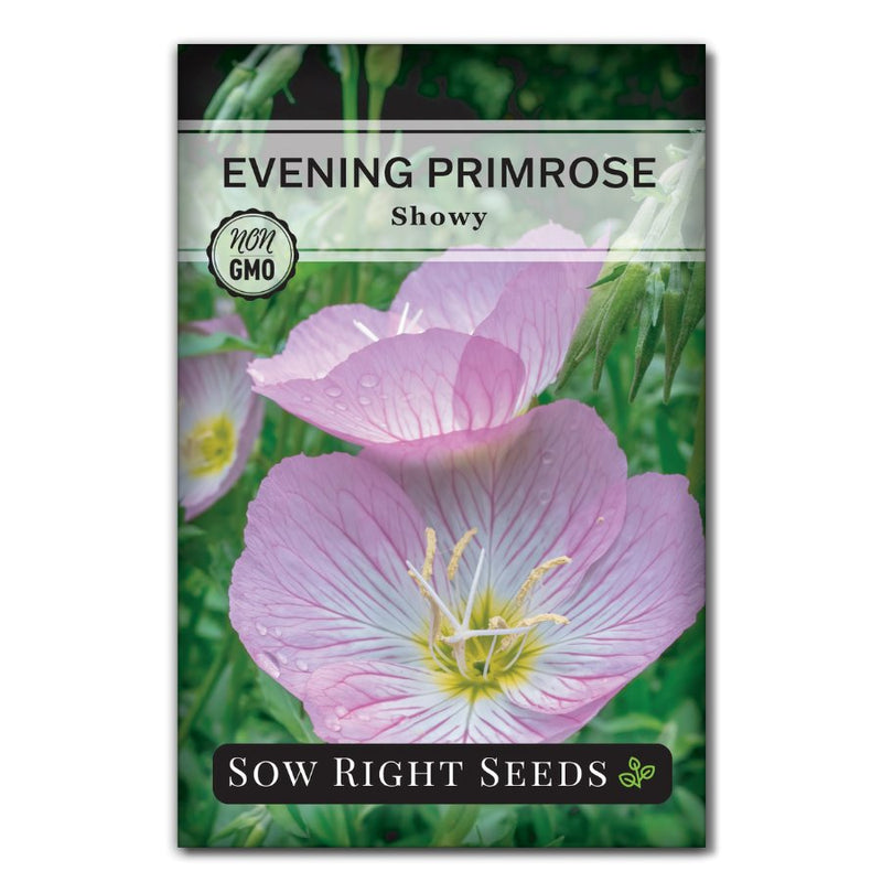 perennial pink evening blooms primrose seeds for sale