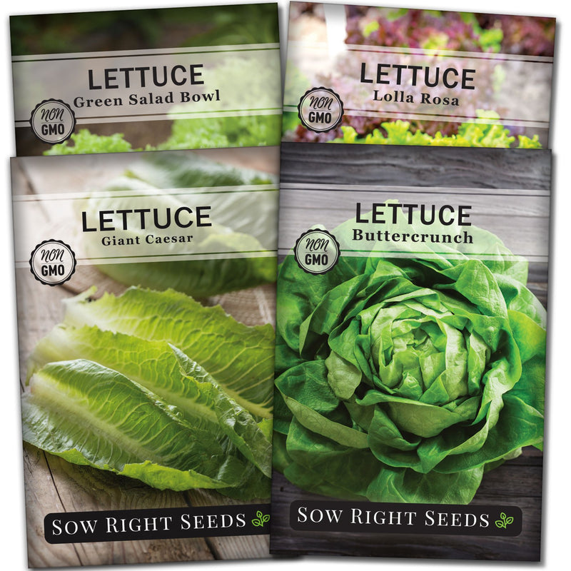 lettuce seed packet collection with 4 varieties of seeds for sale