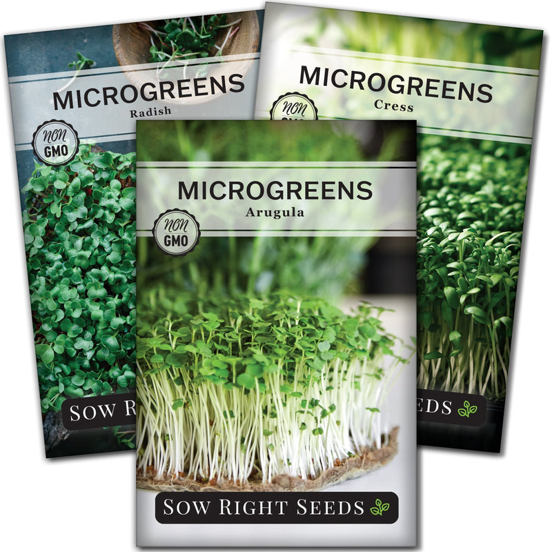 spicy microgreen seed collection for sale including 3 seed packets