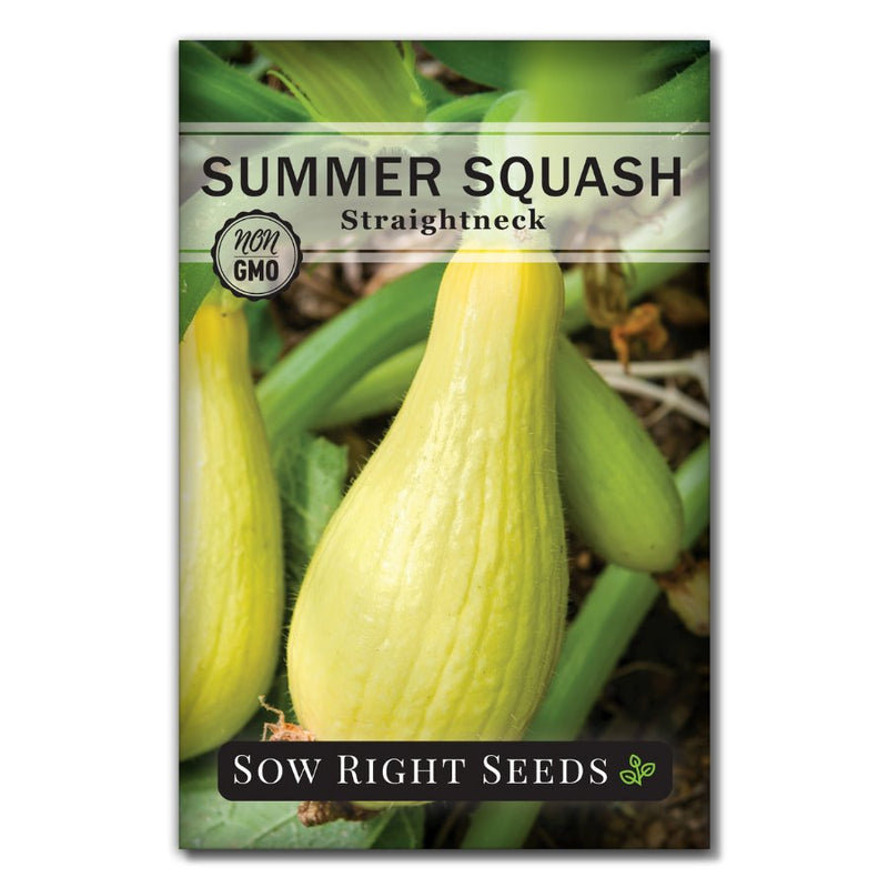 vegetable straightneck summer squash seeds