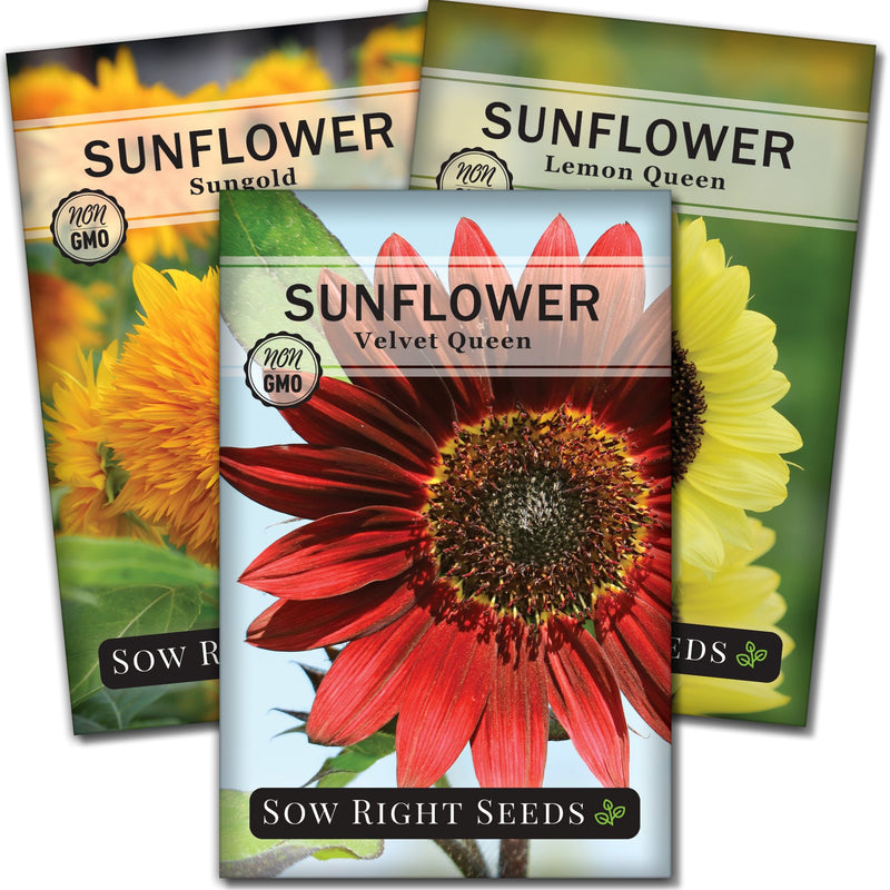 small sunflower seed packet collection with 3 varieties for sale