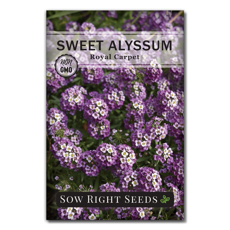 purple flower royal carpet sweet alyssum seeds
