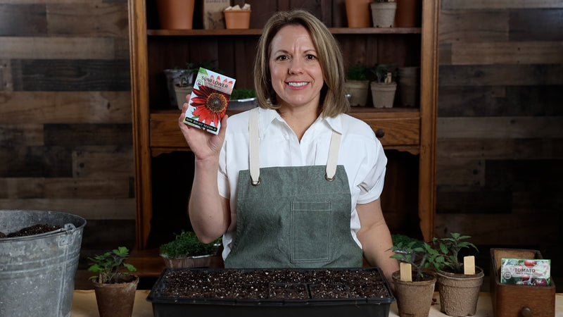 velvet queen sunflower product video why you should grow sunflower seeds sow right seeds video media