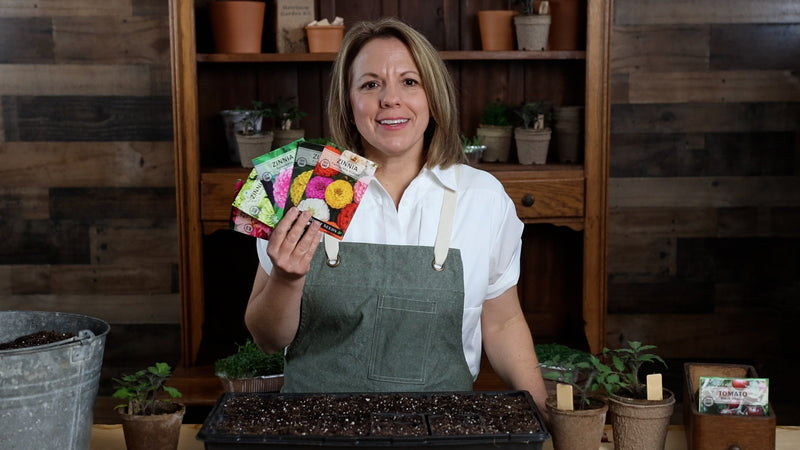 zinnia collection product video why you should grow zinnia seeds sow right seeds video media