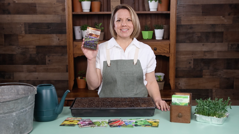 hyssop product video why you should grow hyssop seeds sow right seeds video media