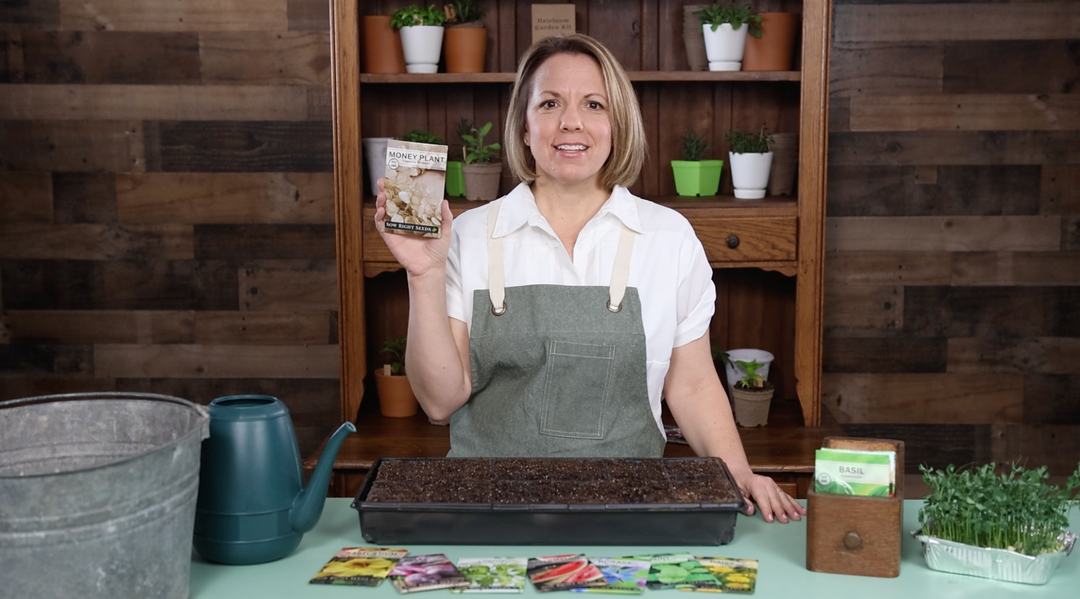 Money Plant Seeds for Growing