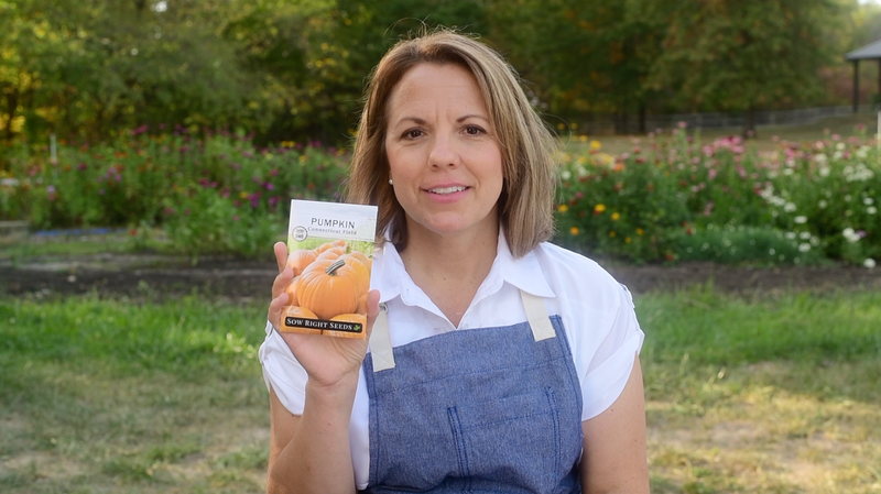 connecticut fields pumpkin product video why you should grow connecticut fields pumpkin seeds sow right seeds video media
