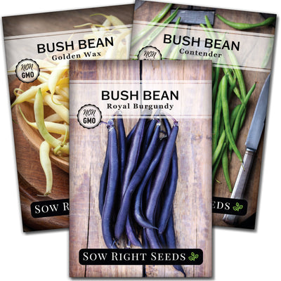 tri color bush bean seed packet collection with 3 varieties of seeds for sale
