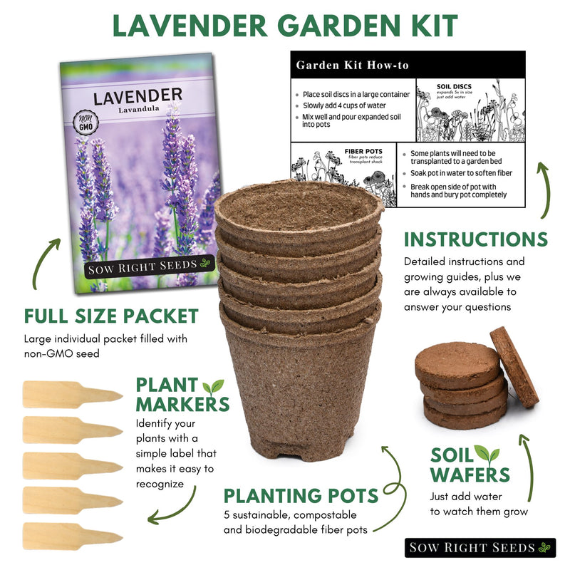 grow and start fresh lavender with this growing kit