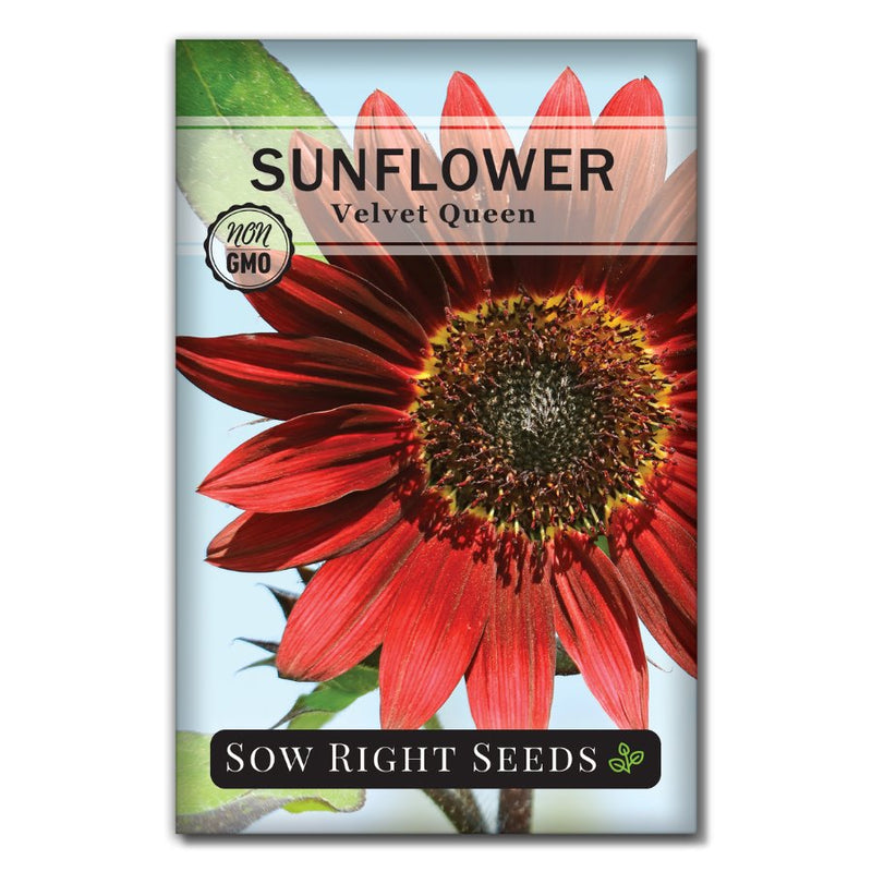 rich red and unique sunflower seeds for planting