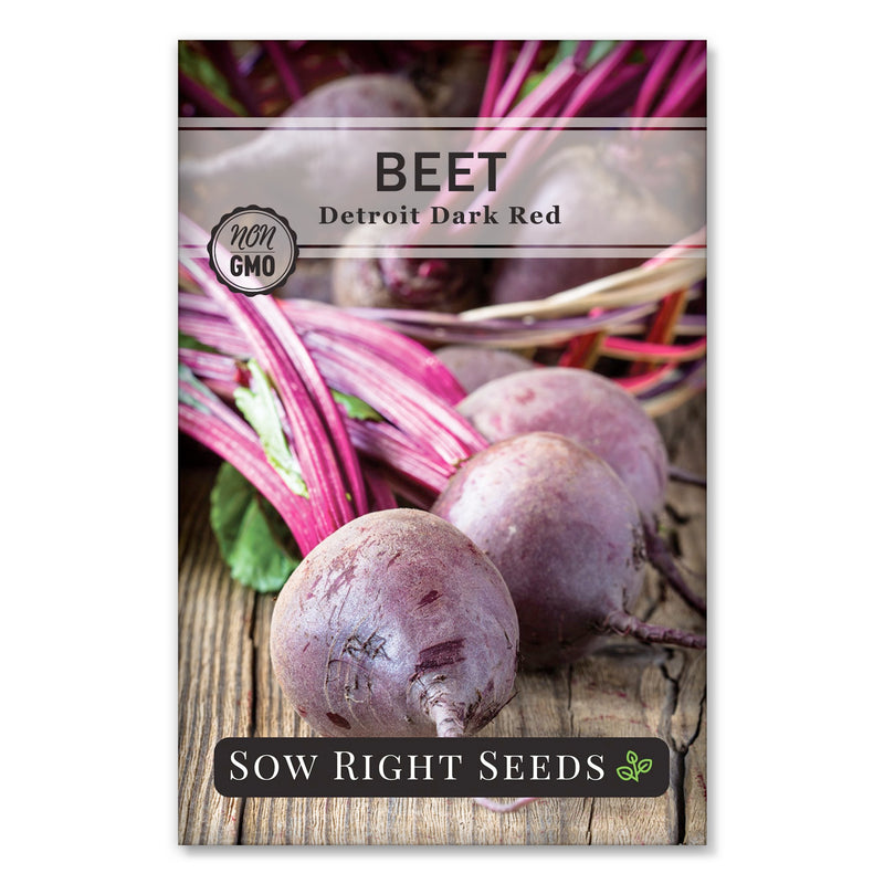 rich purple and red classic beet seeds