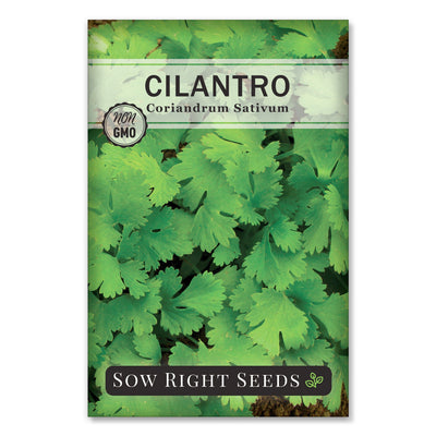 coriander popular herb seasoning cilantro seeds
