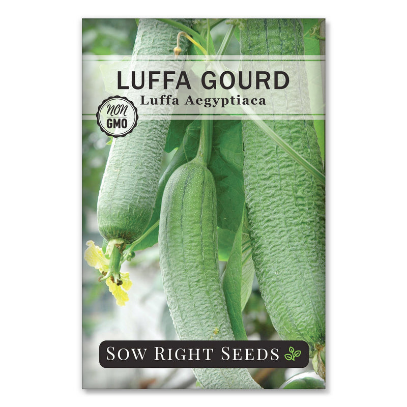 luffa sponge loofah gourd seeds for sale