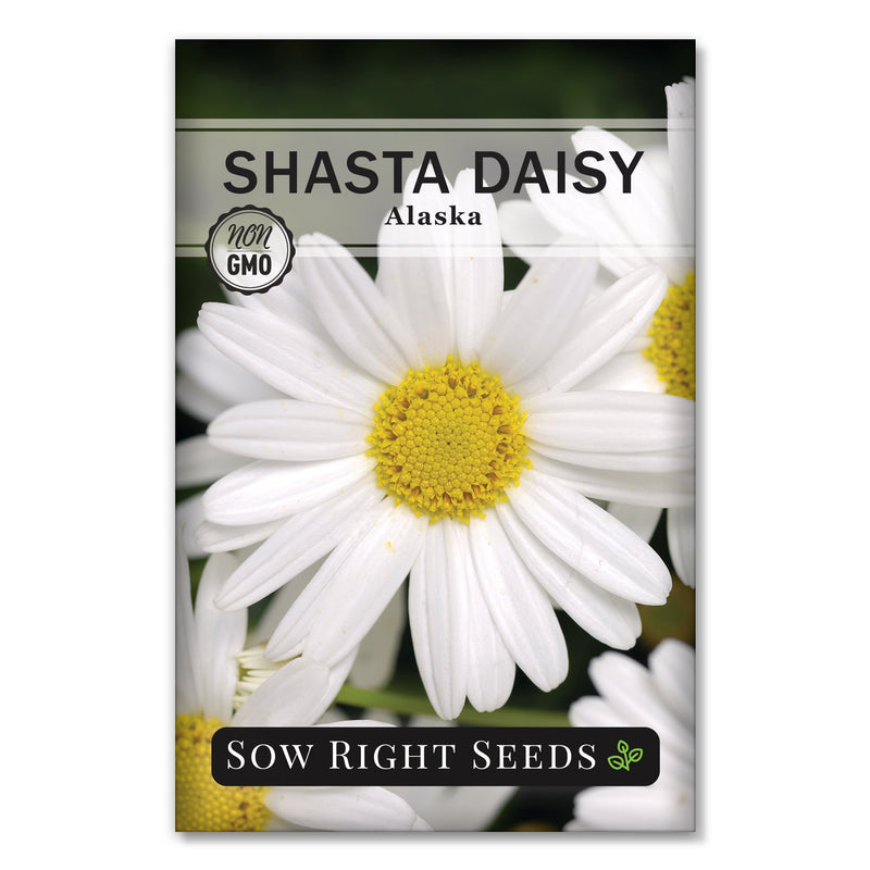 white petals yellow center perennial shasta daisy flower seeds