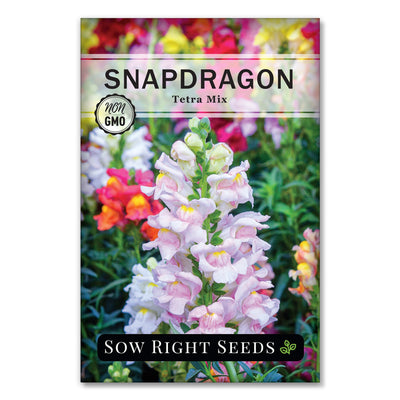 cold tolerant fragrant snapdragon seeds for sale