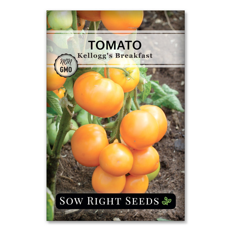 mid to large yellow variety kelloggs breakfast tomato seeds for planting
