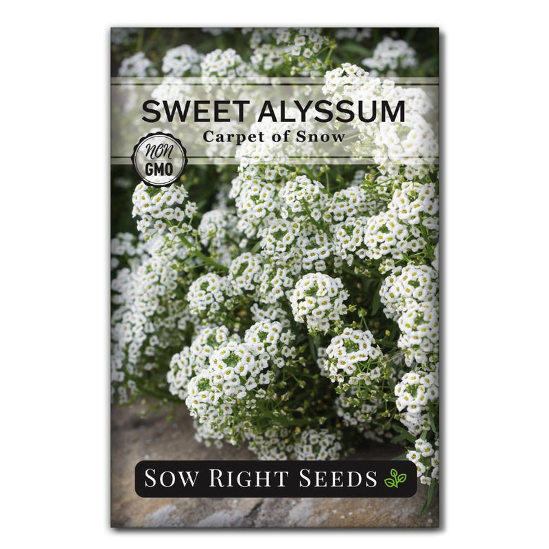 white low growing container flower alyssum seeds for sale
