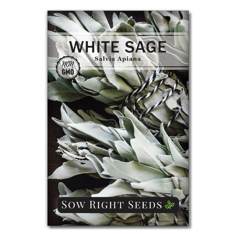 traditional smudging herb white sage seeds for sale