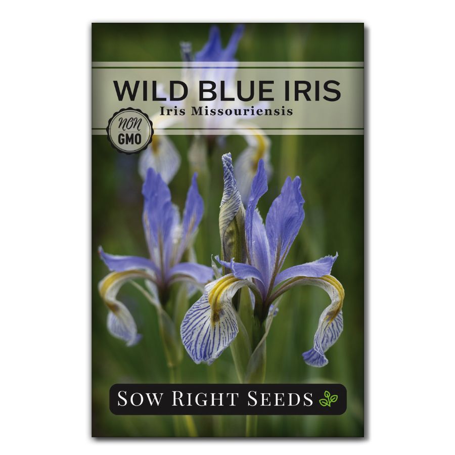 Amazing Iris Seeds For Sale Artwork in HD Amazing Iris Seeds For Sale Artwork in HD