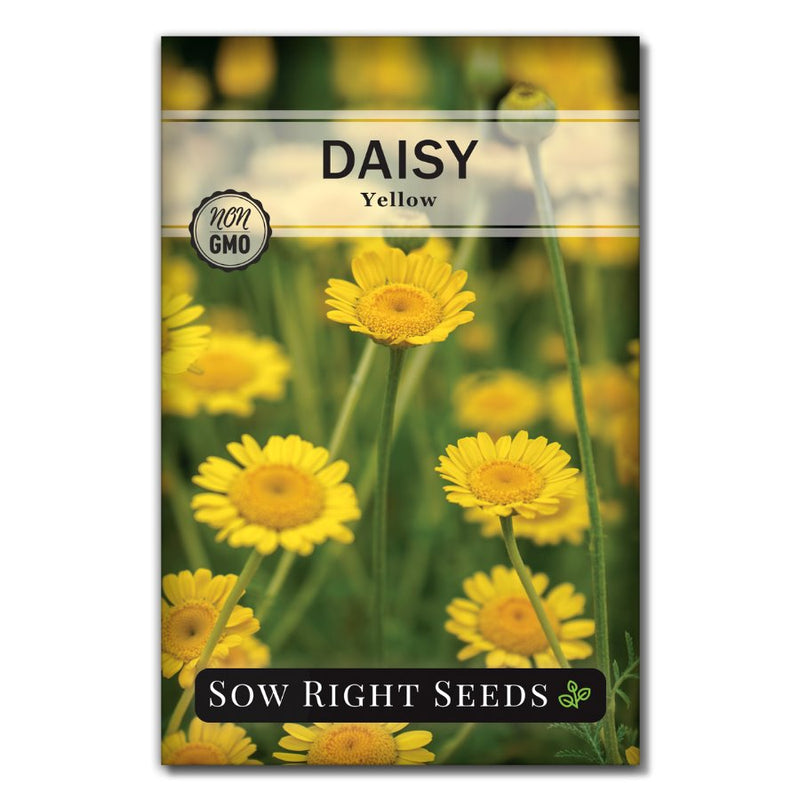 flower yellow daisy seeds