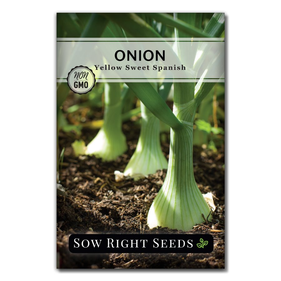 Yellow Sweet Spanish Onion Seeds for Planting | Productive Variety ...